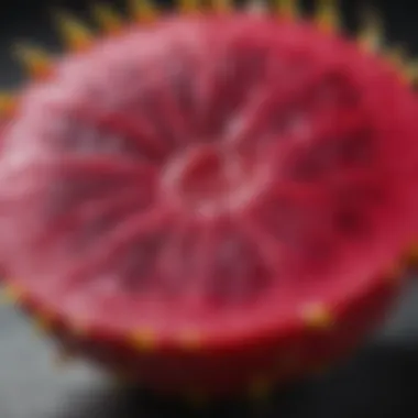 Intricate Texture of Dragonfruit Close-up of a dragonfruit slice showcasing its unique texture