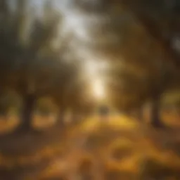 A serene olive grove bathed in golden sunlight, showcasing ripe olives ready for harvest.