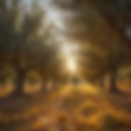 A serene olive grove bathed in golden sunlight, showcasing ripe olives ready for harvest.