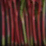 Freshly harvested rhubarb stalks
