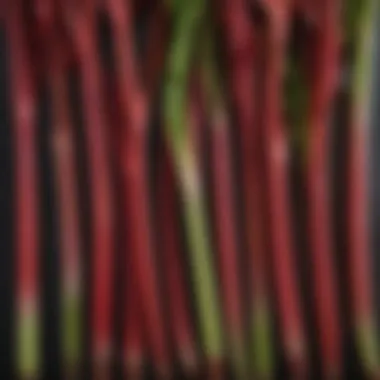 Vibrant Rhubarb Stalks Ready for Use Freshly harvested rhubarb stalks