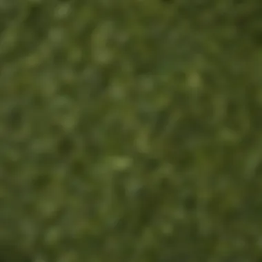 A close-up of various green tea leaves showcasing texture and color