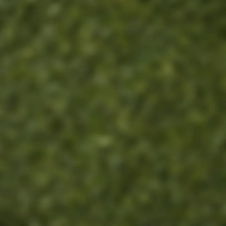 A close-up of various green tea leaves showcasing texture and color