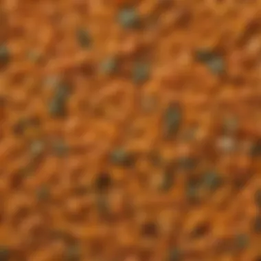 Texture and Color of Gem Squash Seeds Close-up of gem squash seeds showcasing their unique texture and color