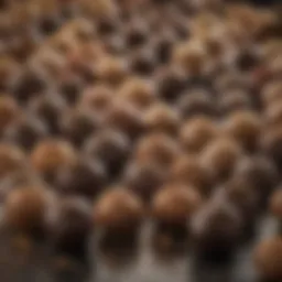 A variety of Ghirardelli truffles showcasing different flavors and textures.
