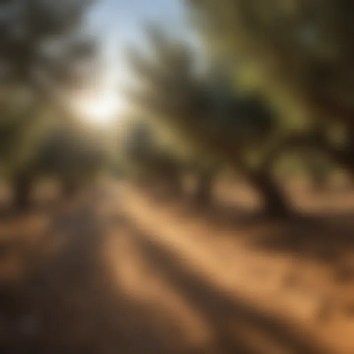 A picturesque olive grove bathed in sunlight