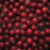 A vibrant assortment of fresh cherries showcasing their various colors and sizes