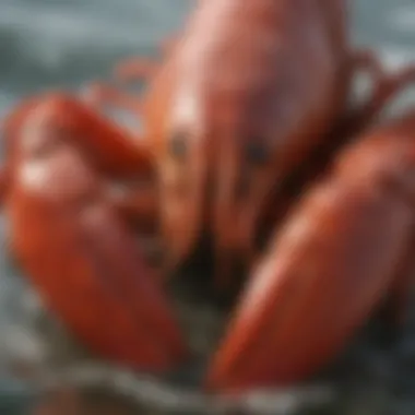 A close-up of a freshly caught lobster in a marine environment