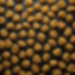 Elegant pasta shapes created with the Mix Master attachment