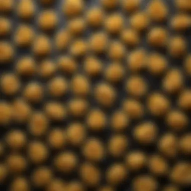 Artisan Pasta Shapes Elegant pasta shapes created with the Mix Master attachment