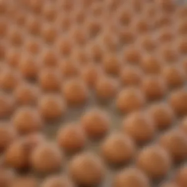Quality Materials of the Rectangular Egg Pan Close-up of a rectangular egg pan highlighting its material quality