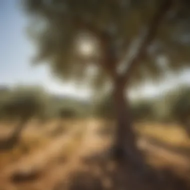 Scene depicting the vibrant Mediterranean landscape where olives are cultivated.