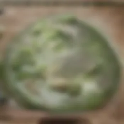 A lush garden showcasing various herbs known for their benefits in lowering blood pressure.