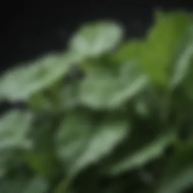 Close-up of fresh greens with water droplets