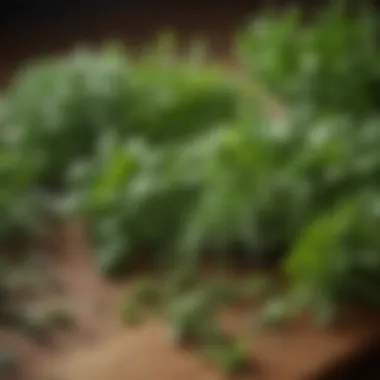 Assorted Fresh Herbs An assortment of fresh herbs ready for culinary use