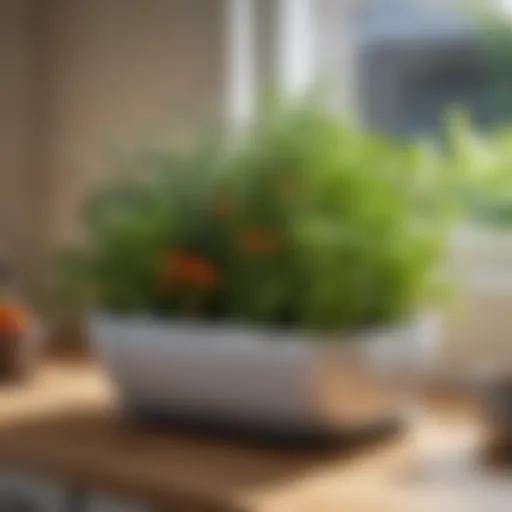 Vibrant herbs thriving in a stylish kitchen planter