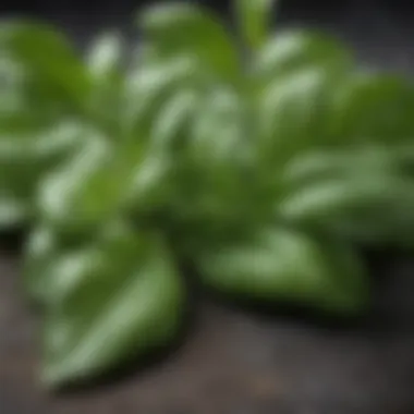Vibrant Fresh Basil Leaves Fresh basil leaves in a vibrant green hue