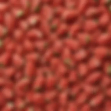 A close-up of roasted salted watermelon seeds showcasing their texture and color.