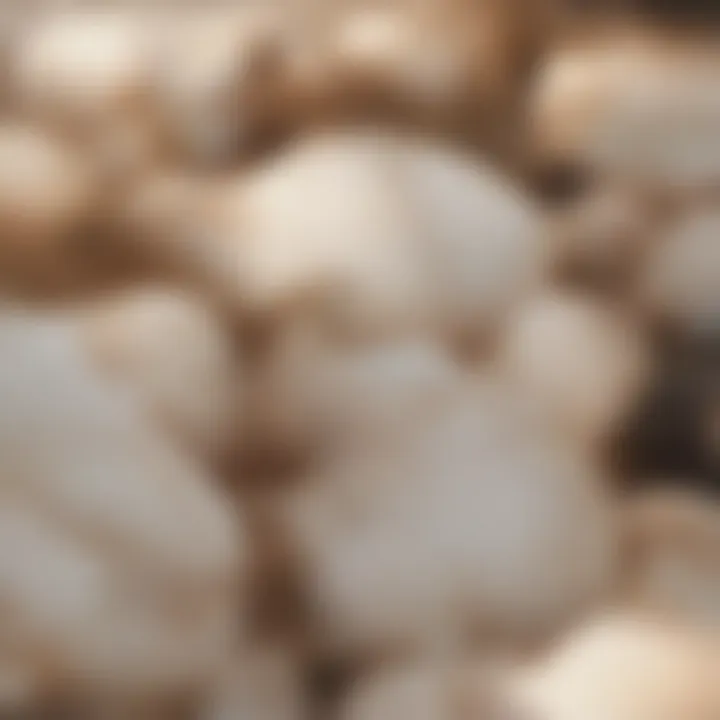 A close-up of freshly baked biscuits, highlighting texture and color