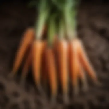 Close-up of freshly harvested organic carrots in soil