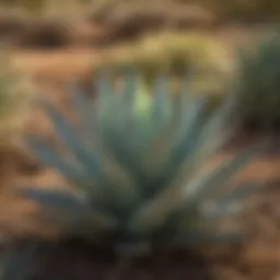 A close-up view of various agave plants in a sunlit field, showcasing their diverse shapes and sizes.