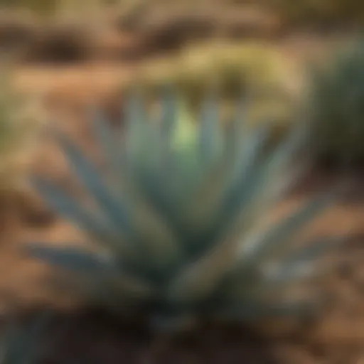 A close-up view of various agave plants in a sunlit field, showcasing their diverse shapes and sizes.