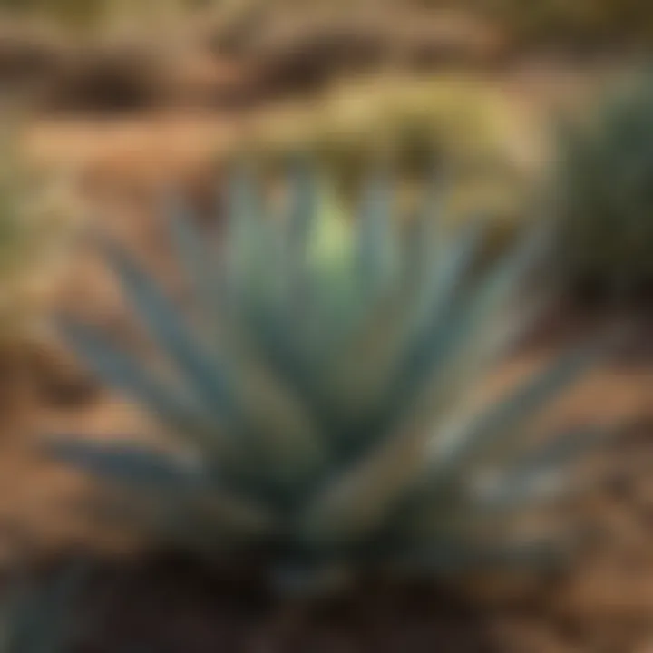 A close-up view of various agave plants in a sunlit field, showcasing their diverse shapes and sizes.