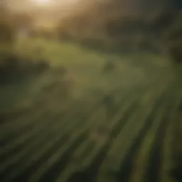 Aerial view of a coffee plantation with lush green fields