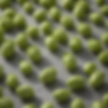 The Chemistry Behind Hops: Key Compounds Chemical structure of hop compounds