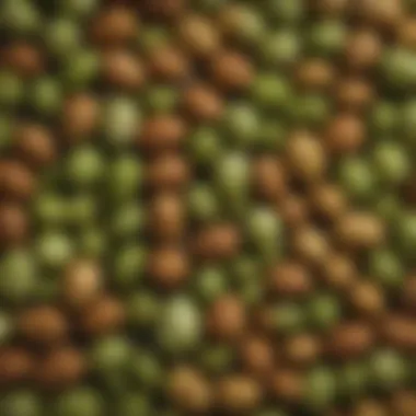 Exploring the Diversity of Hop Varieties Diverse hop varieties displayed