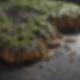 Close-up of mold growing on a surface
