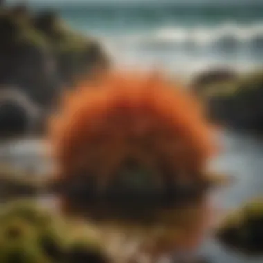 A serene coastal landscape representing the origins of sea moss