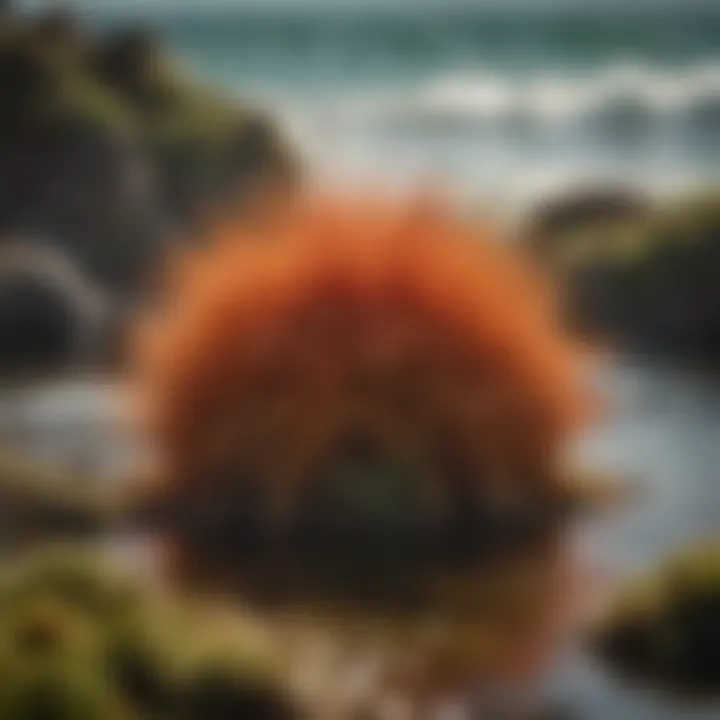A serene coastal landscape representing the origins of sea moss